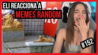 Staryuuki Reacciona a Memes Random 152 [upl. by Ruthi645]