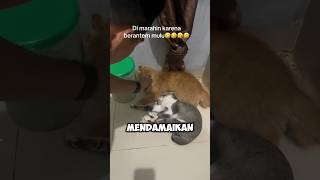 CARA MENDAMAIKAN KUCING YANG GELUT MULU [upl. by Ahsein575]