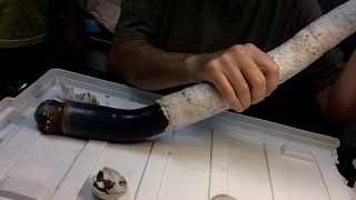 Scientists study their first giant shipworm [upl. by Eatnom]