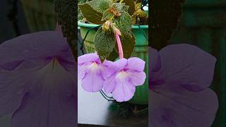 Achimenes flower flowers youtubeshorts [upl. by Bilek]