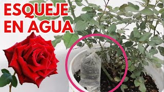 rosales y rosas reproducción por esquejes en agua CHUYITO JARDINERO [upl. by Isawk219]