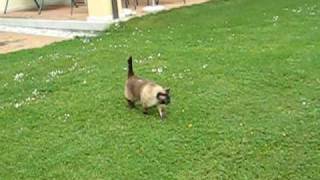 gatto siamese che miagolasiamese cat meowing [upl. by Dnalon12]