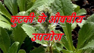 कुटकी के औषधीय उपयोग Medicinal properties of Kutki [upl. by Knowle713]