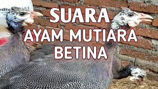 Suara Ayam Mutiara Betina [upl. by Kiker]