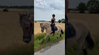 Perfect Canter on Fjord Horse [upl. by Eadith887]