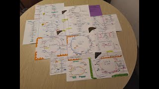 Mapa metabólico Bioquímica general [upl. by Yttap]