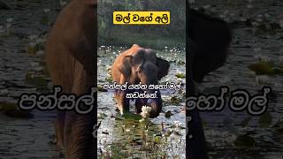 Elephants like flowers  අලි කැමති මල්වලට trending shortsvideo adventure travel elephant pets [upl. by Notyrb]