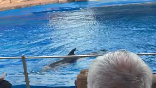 Amazing Dolphin Show at uShaka Marine World  Durban South Africa  MustSee Marine Life Experience [upl. by Akehsyt]