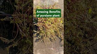 Full of omega3 fatty acidsAmazing benefits of the purslane plant purslane facts benefits yt [upl. by Decrem]