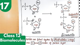 17 Nucleoside and Nucleotide Polynucleotides Phosphodiester linkage Biomolecules Class12 [upl. by Suoirad]