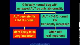 Canine Liver Disease Part 2 [upl. by Corinna]