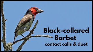 BLACKCOLLARED BARBET calls  contact call and duet [upl. by Suivatnad531]