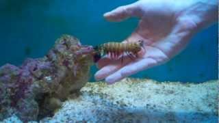 Playing with another Peacock Mantis Shrimp [upl. by Noside]