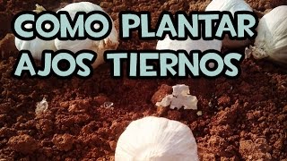 Como Sembrar o Plantar Ajos Tiernos  La Huerta de Ivan [upl. by Zaid]