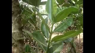 Punnaga Calophyllum inophyllum  Ayurveda Uses And Home Remedies [upl. by Jezebel993]