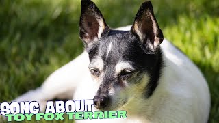 Tiny Tornado Terrier 🎶🐾  A Song About Toy Fox Terriers [upl. by Hamaso699]