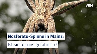 Giftspinne in Mainz [upl. by Junina]