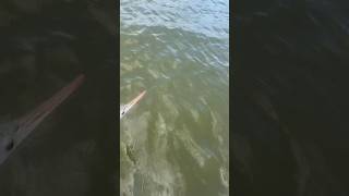 Gar Fishing in the OBX 3 Cast 2 Fish fishing garfish [upl. by Ahseenyt]