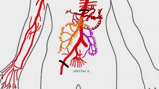 Abdominal Aortic Branches  Medical Snippet [upl. by Yragerg]