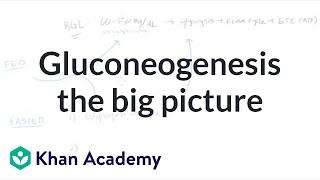 Gluconeogenesis the big picture  Biomolecules  MCAT  Khan Academy [upl. by Heddy]