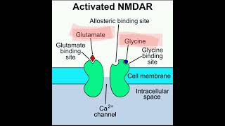 NMDA Receptor receptor pharmacology physiology encephalitis autoimmunediseases pgimer aiims [upl. by Nnov776]