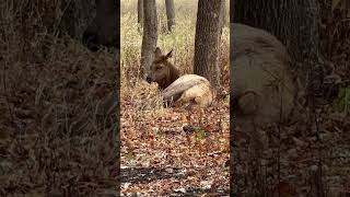 Elks in November at Busse Forest Elk Pasture Elk Grove Village [upl. by Alleuqahs]