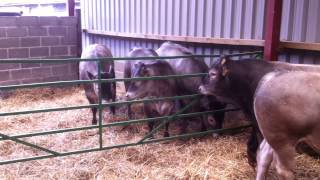 Bazadaise Cattle Society Open Day 4th May 2013  video 1 [upl. by Dennard875]