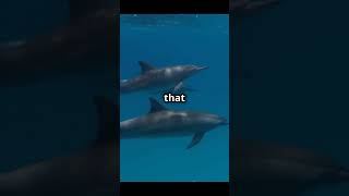 Pelorus jack the guide dolphinshorts viralvideo amazing [upl. by Bugbee]