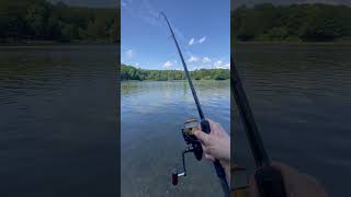 The sound every angler wants to hear 🔊🐋 daiwa daiwacarp carp carpfishing karpfen karpfenangeln [upl. by Noryv]