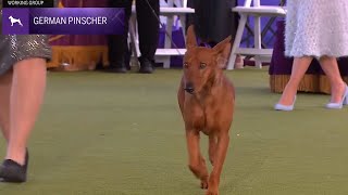 German Pinschers  Breed Judging 2024 [upl. by Norene67]