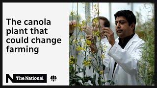 How scientists are trying to save Canada’s canola crops [upl. by Annairdna]