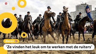 Kinderen laten paarden schrikken als oefening voor Prinsjesdag [upl. by Eitak324]