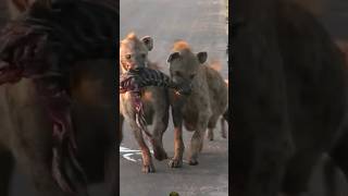 HYENA FIGHTING FOR FOOD🔥🔥🔥shortsfeed shortsvideo viralvideo wildlife animls shorts youtube [upl. by Yorled]