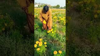 Marigold flower in kathore malir Karachi kathoremalirkarachiviralvideo morning work [upl. by Sadella]