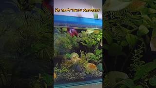 Betta Fish Swim Bladder Treatment  Fish Swim Bladder Disease  Fish Treatment  aquariumfish [upl. by Haeckel]