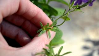 Harvesting Petunia Seeds  How To [upl. by Galer]