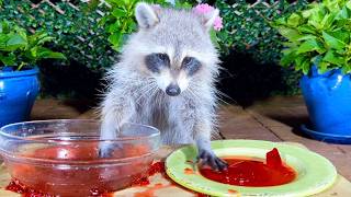 What Happens When You Give a Baby Raccoon JellO  Cute Animals [upl. by Etnoek886]