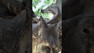 Historical Downtown Stpete Giant Banyon Trees how old are they How did they get here vlog travel [upl. by Yevreh]