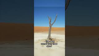 Deadvlei A Surreal Namibian Landscape [upl. by Alrzc]