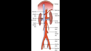 Practical Case How to do Doppler for abdominal aorta and its branches  DR  AMR SALAH [upl. by Rochette]