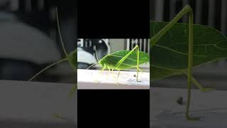 Leaf like moth nature insct insects animals wildlife butterfly viral trending shortsvideo [upl. by Erbua]