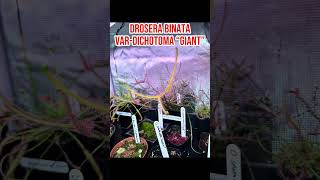 Drosera Binata VarDichotoma “Giant” pitcherplants carnivorousplant drosera sundew plantlover [upl. by Onailimixam712]