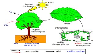 La Photosynthèse cours de physiologie végétale [upl. by Norby]