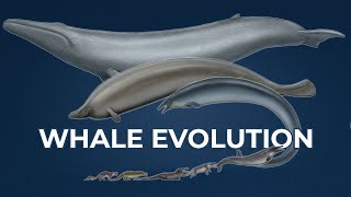 Tracing Whale Evolution Origin of Cetaceans [upl. by Kenwood]