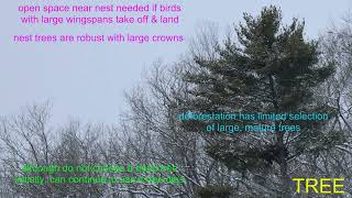 bald eagle nests [upl. by Saito]