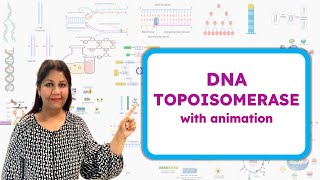 Type 1 and Type 2 DNA Topoisomerase  How Topoisomerase works  Molecular Biology🧬 [upl. by Derreg]