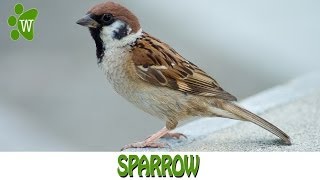 The Sparrow [upl. by Cr]