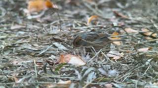 20241012 Nelsons Sparrow [upl. by Pegma]