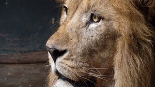 Moroccan zoo is home to last of Atlas lions [upl. by Linetta]