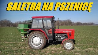 Saletra na pszenicę 2023 Ursus c360 c330 oraz Amazone ZAF 402 w akcji [upl. by Enomys]